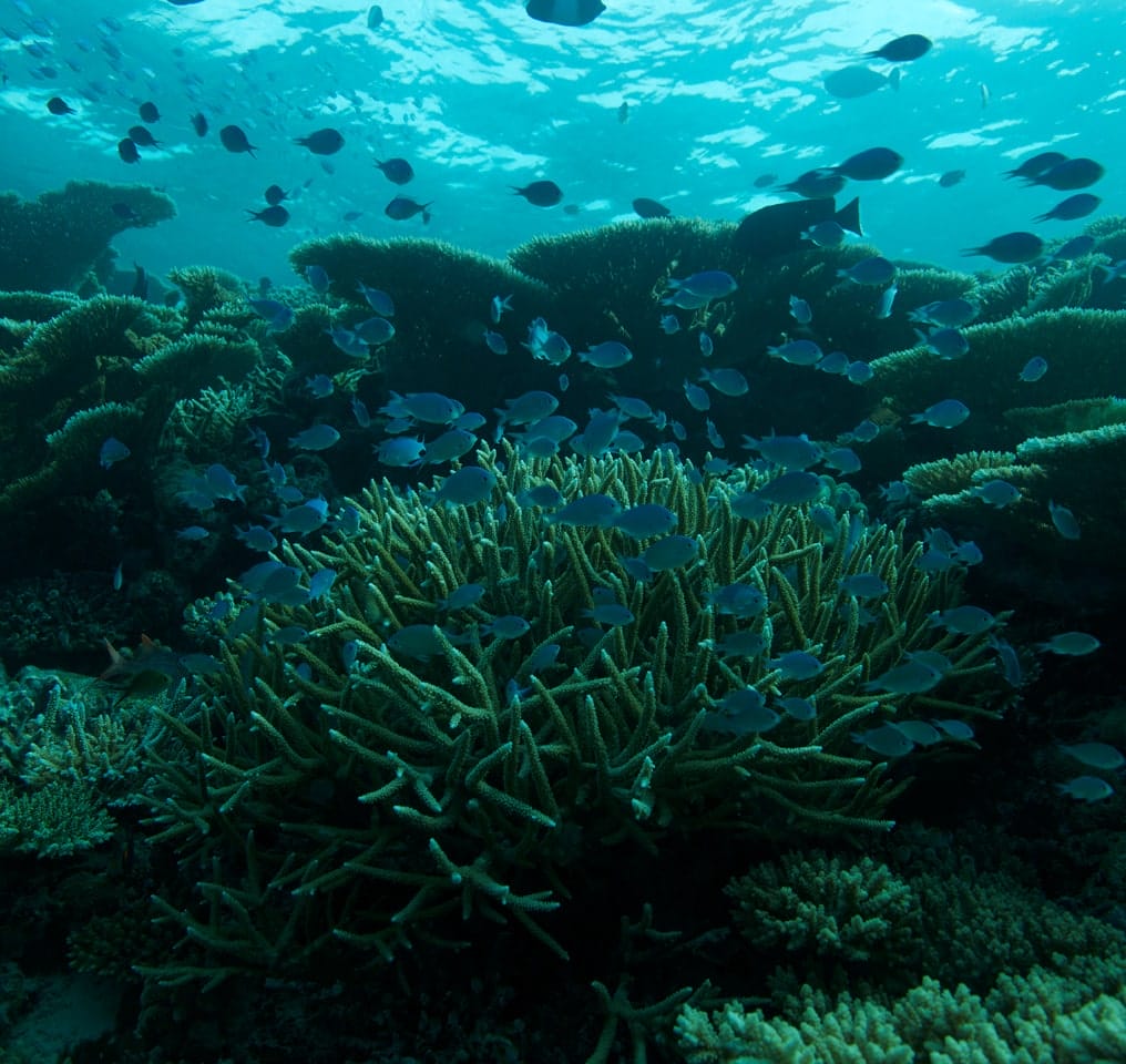 Fushifaru Maldives Resort in Maldives, an underwater view